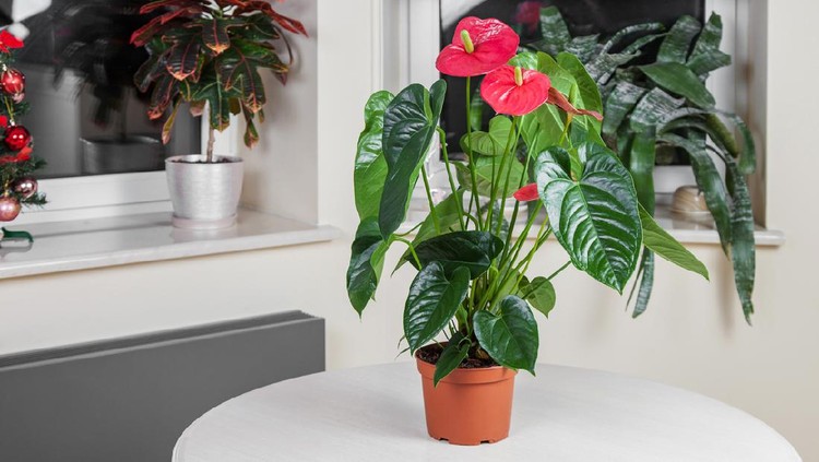 Ilustrasi anthurium
