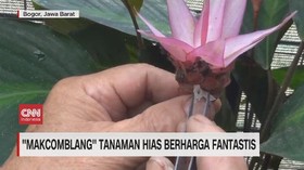 VIDEO: Makcomblang Tanaman Hias Berharga Fantastis
