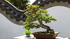 Bonsai Unik untuk Hiasan Sambut Imlek di Rumah