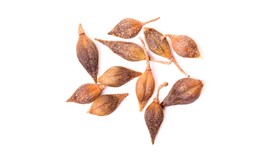 Forsythia, Antivirus Herbal yang Punya Sejuta Manfaat