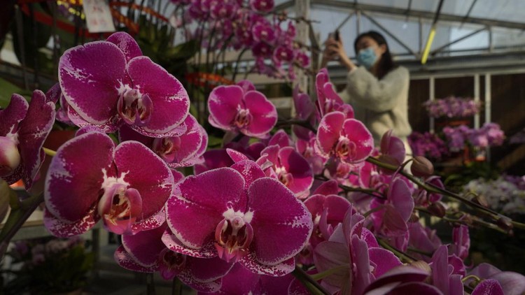 Pots of citrus trees for Chinese New Year are displayed for sale at a real estate property agent store in Hong Kong Tuesday, Feb. 2, 2021. The Lunar New Year holiday is usually a busy period for flower farms in Hong Kong, which gear up to sell plum blossoms, orchids and daffodils at flower markets during the festive season. But the pandemic and restrictions on such festive markets this year has taken a toll on many farms, who worry that they may be left with an oversupply of flowers. (AP Photo/Kin Cheung)