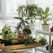 Rekomendasi 4 Tanaman Untuk Taman dengan Ukuran Mini