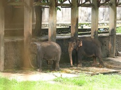 Keseruan Beri Makan Gajah di Solo Zoo