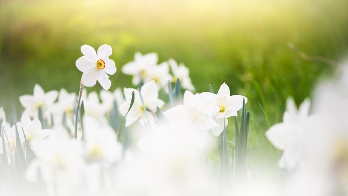White daffodils in springtime. Selective focus and shallow depth of field.
