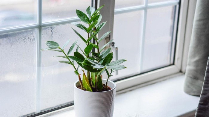 Zamioculcas is a tropical perennial plant native to eastern Africa.
