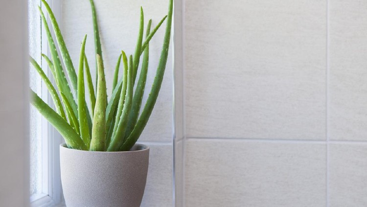 Aloe Vera plant in a pot in a tiled bathroom with copy space to the right