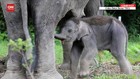 VIDEO: Lahirnya Bayi Gajah di Tangkahan