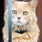 6 Fakta Tentang Kucing Ini Belum Pernah Kamu Dengar, Bikin Geleng-geleng Kepala!