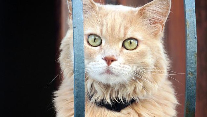 6 Fakta Tentang Kucing Ini Belum Pernah Kamu Dengar, Bikin Geleng-geleng Kepala!