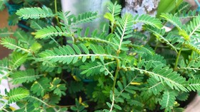 Menelisik Phyllantus, Herbal Imun kaya Antioksidan