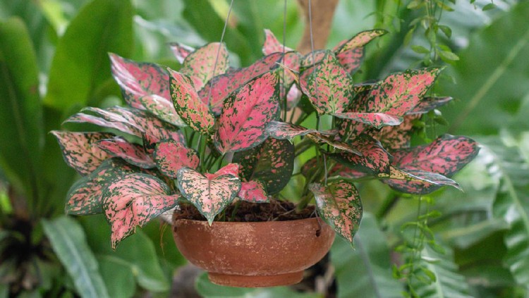 Colorful Aglaonema plants in the garden.Common name: Aglaonema Scientific name: Aglaonema sp. Family: Araceae.