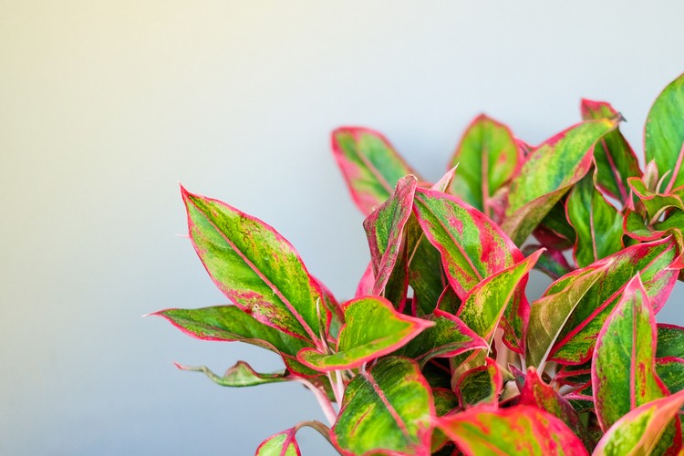 aglaonema Beautiful Aglaonema (genus of flowering plants in the arum family) for nature background or texture, space for your content.