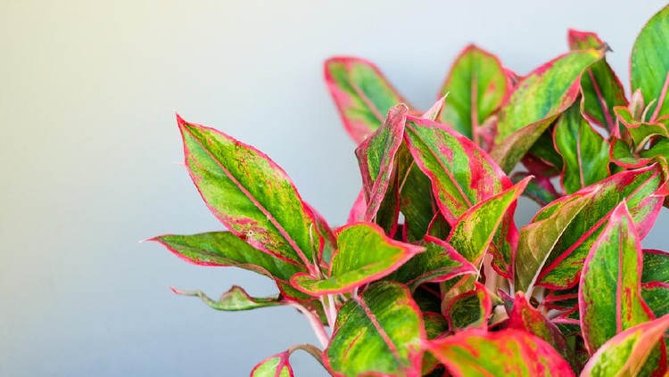 Beautiful Aglaonema (genus of flowering plants in the arum family) for nature background or texture, space for your content.