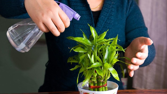 Girl spraying water in her lucky bamboo plant.
