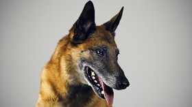 Anjing Pelacak Jerman Bisa Deteksi Corona Hingga 94 Persen