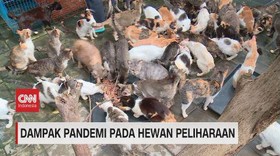 VIDEO: Dampak Pandemi pada Hewan Peliharaan