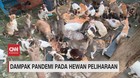 VIDEO: Dampak Pandemi pada Hewan Peliharaan