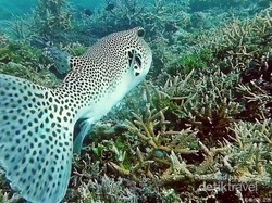 Cantik dan Lucu tapi Mematikan, Itulah Ikan Fugu