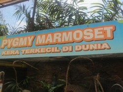 Yuk, Kenalan dengan Kera Terkecil Dunia di Batu Secret Zoo