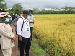 Food Estate Kalteng Dinilai Dongkrak Produksi Padi hingga 1-2 Ton/Ha
