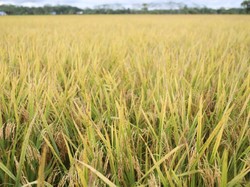 Proyek Food Estate Prabowo di Bekasi Panen Perdana