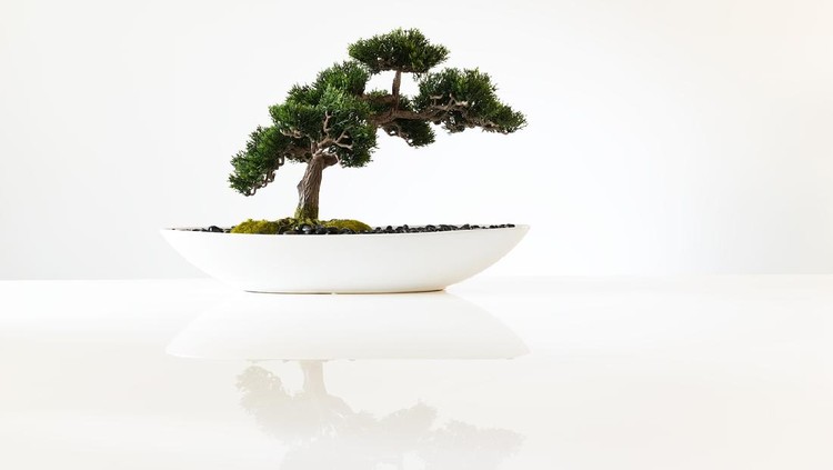 Ilustrasi bonsai Ilustrasi bonsai