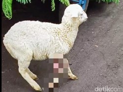 Belasan Kambing di Bondowoso Mati Misterius, Siapa Pelakunya?
