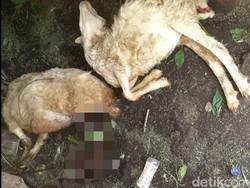 Belasan Kambing Warga Bondowoso Mati Misterius
