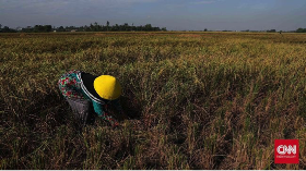 Food Estate Disebut Dorong Pembangunan Infrastruktur Ekonomi