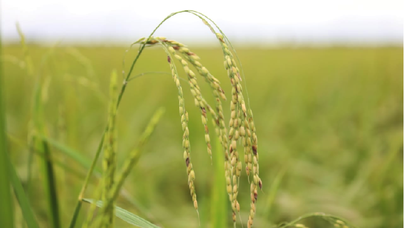 Kawasan food estate Kalimantan Tengah (Kalteng) siap panen raya.