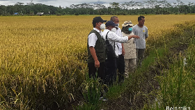Kades Gedabung Kalteng Bantah Isu Food Estate Gagal Panen