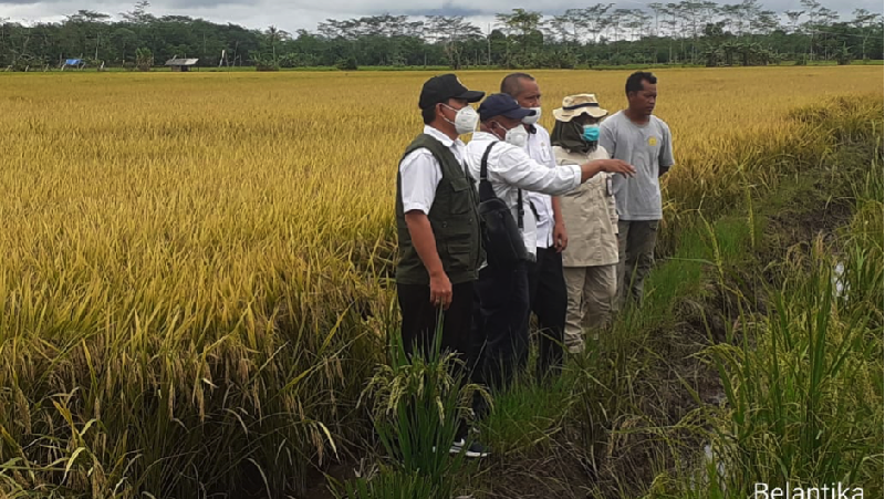 Suprapto menegaskan seluruh area food estate yang masuk wilayah desanya