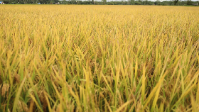 Petani Nilai Food Estate Dongkrak Produksi 1-2 Ton/Hektare