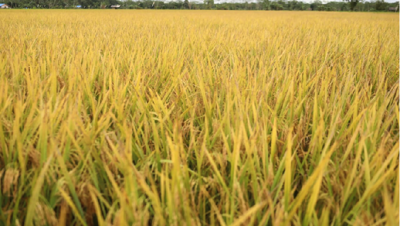 Ketua Kelompok Tani Desa Belanti Siam Mujianto mengatakan saat ini lahan food estate sudah memasuki masa panen.