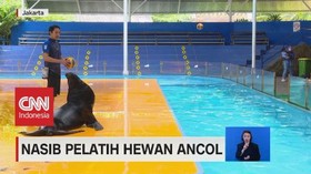 VIDEO: Nasib Pelatih Hewan Ancol