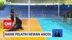 VIDEO: Nasib Pelatih Hewan Ancol