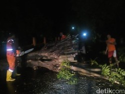 Pohon Tumbang Sempat Macetkan Lalu Lintas di Jalur Pantura Situbondo
