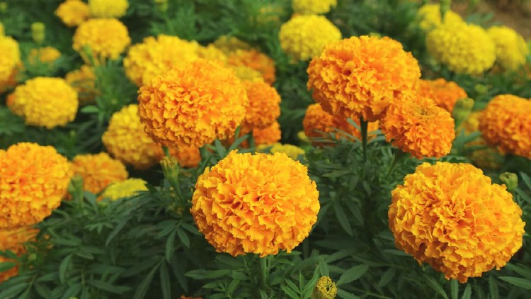 tanaman bunga hias Vibrant Orange and Yellow Blooming Marigold Flowers Field