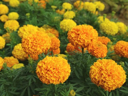 5 Tanaman Hias yang Cocok Ditanam di Musim Kemarau, Lidah Buaya hingga Marigold