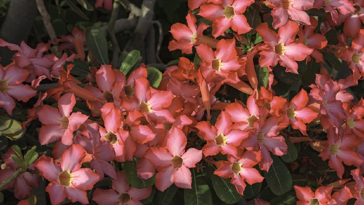 The Desert Rose grows easily in the United Arab Emirates. Growing to a height of about 4-5ft, this succulent plant is a member of the same family as Plumeria. Its swollen, often twisted, trunk is pale grey. The leaves are glossy, and club-shaped. The flowers are trumpet-shaped.  In Dubai pink to crimson and red colors are most commonly seen by the roadside. In spite of very hot summers in the UAE, the plant blooms almost through out the year. Botanical Name: Adenium Obesum