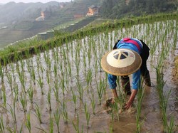 Kisah Para Petani China Lulusan Perguruan Tinggi