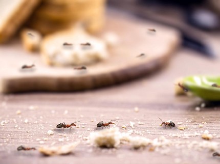 11 Cara Menghilangkan Semut di Rumah dengan Bahan Alami, Pakai Cuka Putih & Ampas Kopi