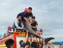 Lumba-lumba Terdampar di Sungai di Luwu Sulsel, Damkar Evakuasi ke Laut