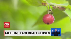 VIDEO: Melihat Lagi Buah Kersen