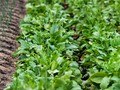 Mustard, Sayuran yang Berhasil Ditanam di Luar Angkasa