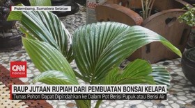 VIDEO: Raup Jutaan Rupiah dari Pembuatan Bonsai Kelapa