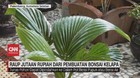 VIDEO: Raup Jutaan Rupiah dari Pembuatan Bonsai Kelapa
