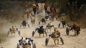 FOTO: Shelter Anjing Disabilitas yang Merana Karena Pandemi
