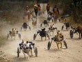 FOTO: Shelter Anjing Disabilitas yang Merana Karena Pandemi