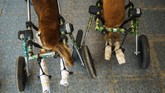 FOTO: Shelter Anjing Disabilitas yang Merana Karena Pandemi Shelter anjing disabilitas di Thailand merana karena terancam pandemi virus corona.